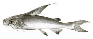 <i>Nemapteryx nenga</i> Species of fish