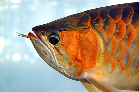 Fail:Arowana.jpg