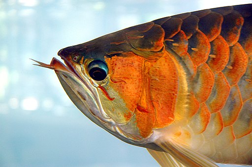 Arowana