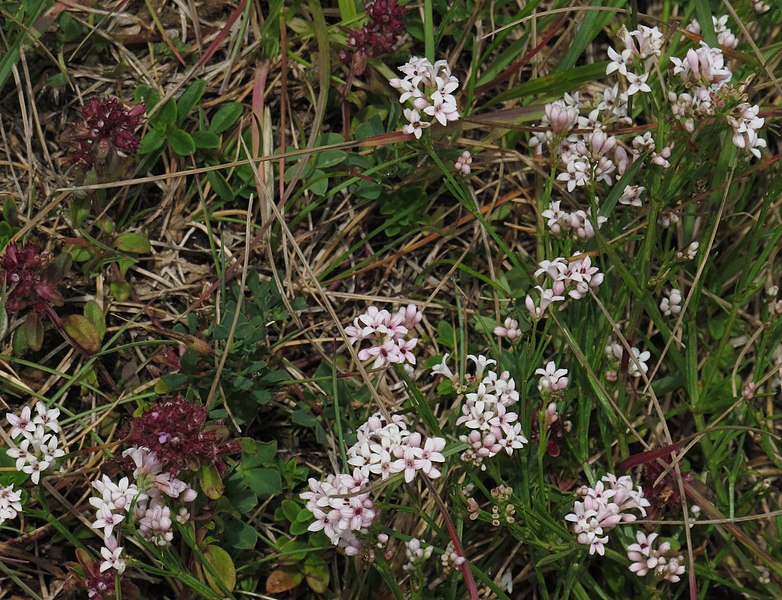 File:Asperula cynanchica RF.jpg