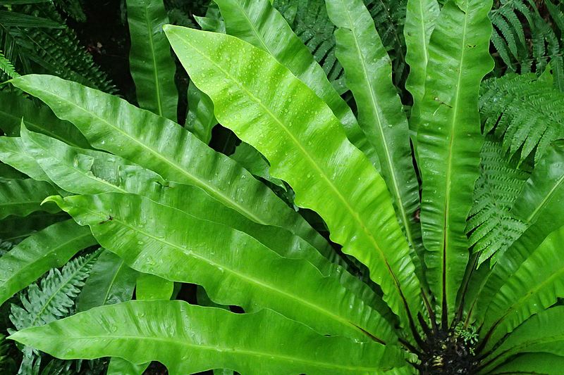 File:Asplenium australasicum kz4.jpg