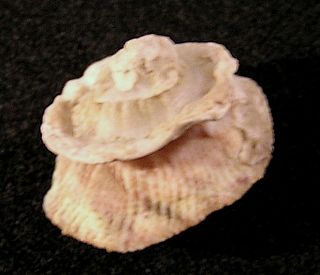 <i>Astralium saturnum</i> species of mollusc