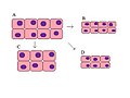 Atrophi, in hematoxylin-eosino stain, smaller cells, less cells and combination.