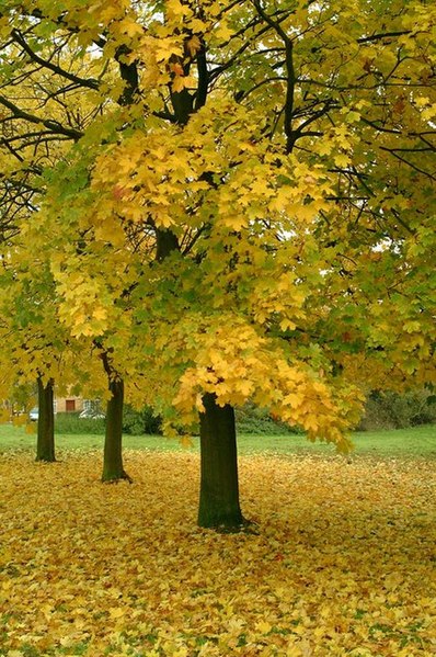 File:Autumn Colours - geograph.org.uk - 302966.jpg