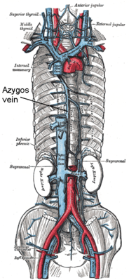 Azygos vein.png