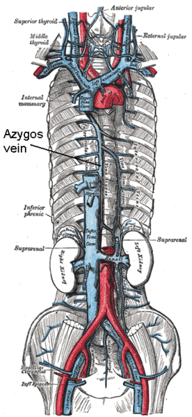 File:Azygos vein.png