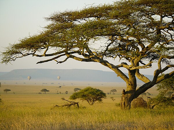 Image: Ballonvaren over de Serengeti (6693818375)