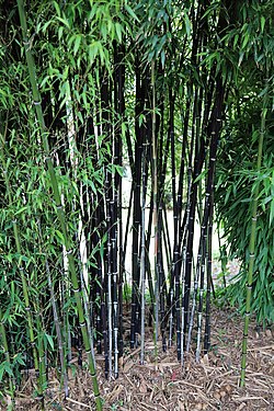 Phyllostachys nigra