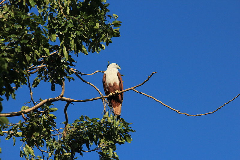 File:Bangalore Lalbagh IMG 1633.JPG