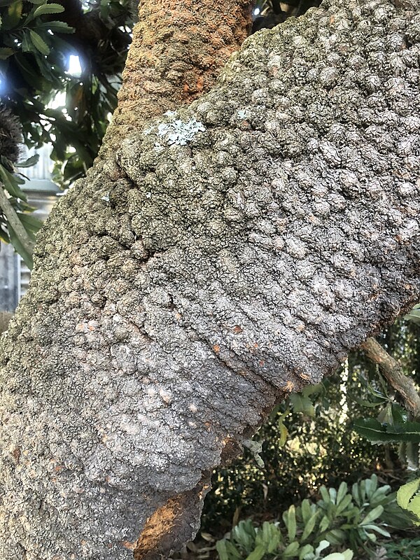 Bark of Banksia serrata