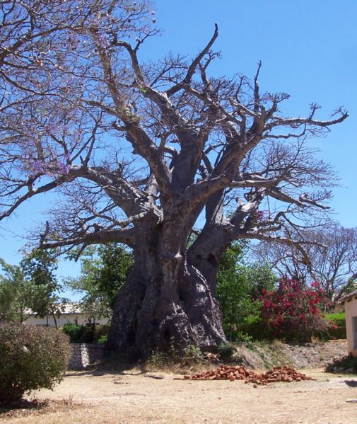 File:Baobab old nyanga.jpg