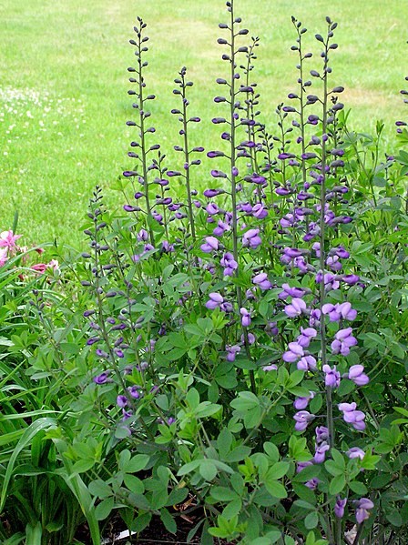 File:Baptisia Purple Smoke (1).jpg