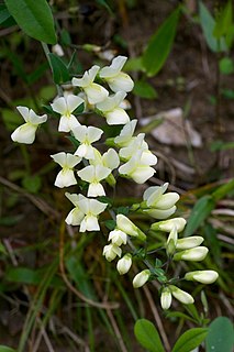 <i>Baptisia bracteata</i> Species of legume