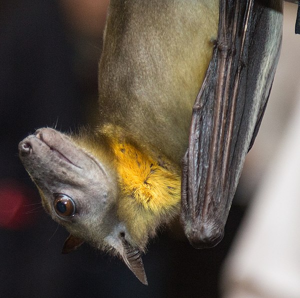 The straw-coloured fruit bat (Eidolon helvum)