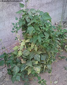 Bean plant Bean-lubia.jpg