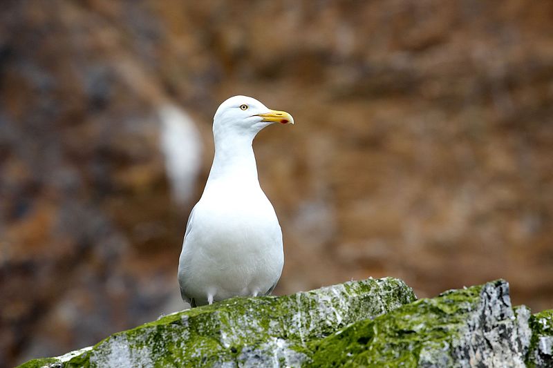 File:Bear Island Svalbard Arctic (20288248401).jpg