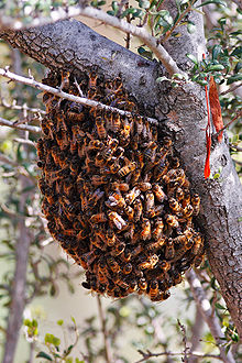 Bees swarming on a tree Bee swarm feb08.jpg