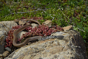 Descrição da imagem BennyTrapp Rötliche Schlanknatter Platyceps collaris Bulgarien.jpg.