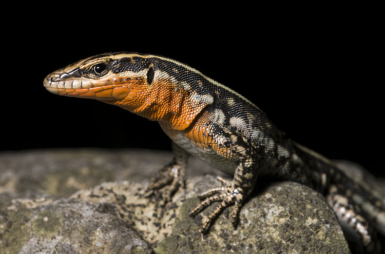 Ящерица Anatololacerta oertzeni с Родоса