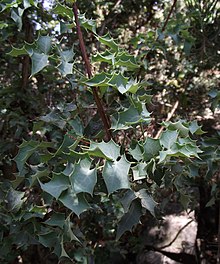 Berberis Higginsiae.jpg