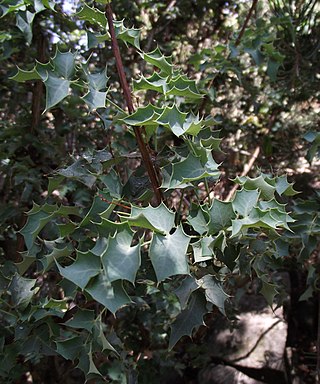 <i>Berberis higginsiae</i> Species of shrub