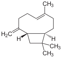 Structuurformule van bèta-caryofylleen