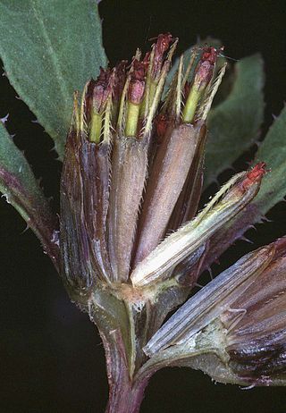 <i>Bidens connata</i> Species of flowering plant