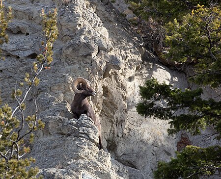 Fail:Bighorn sheep on Mt. Everts (8cec033d-26be-447b-bf9a-cd9bbe234ad5).jpg