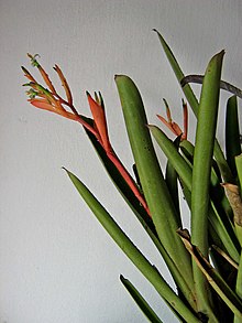 Billbergia amoena.jpg