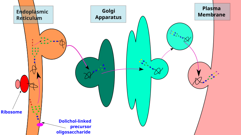 File:Biosynthesis of N-glycan.svg