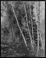 Birch trees, Maine LCCN2004663778.jpg