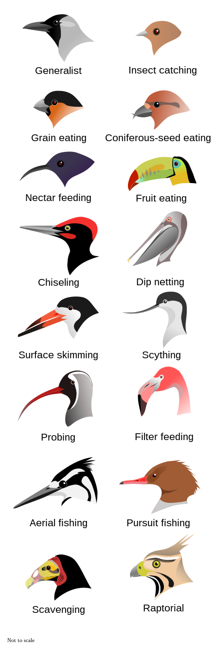 Comparison of bird beaks, displaying different shapes adapted to different feeding methods. Not to scale.