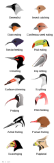 Image 28BeaksImage credit: L. ShyamalAn illustrated comparison of different types of bird beaks, displaying the different shapes that are a result of different feeding adaptations. Bird heads are not shown to scale.A – Nectar feeding (Sunbird)B – Insectivore (Flycatcher)C – Granivore (Grosbeak)D – Specialist seed eater (Crossbill)E – Fishing (Kingfisher)F – Netting (Pelican)G – Filter feeding (Flamingo)H – Surface probing (Avocet)I – Probing (Ibisbill)J – Surface skimming (Skimmer)K – RaptorialMore selected pictures
