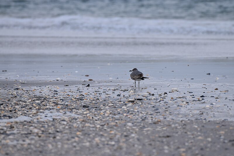 File:Birding Mason inlet NC 11.17DSC 0497.jpg