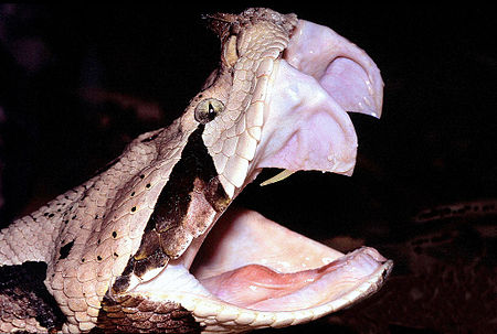 Tập_tin:Bitis_gabonica_fangs.jpg