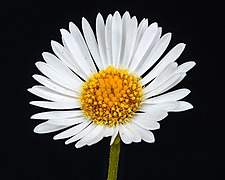 Flower of Erigeron karvinskianus