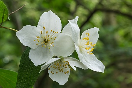 Philadelphus microphyllus (Littleleaf Mock-orange)