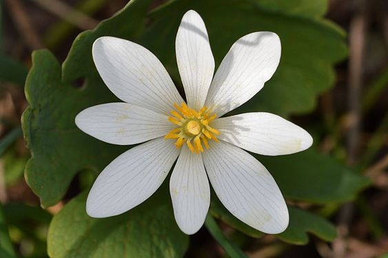 Bloodroot (Sanguinaria canadensis)