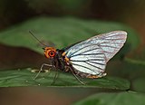 Blue red eye (Pteroteinon laufella).jpg