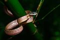 Boiga nigriceps, Red cat snake - Khao Sok National Park