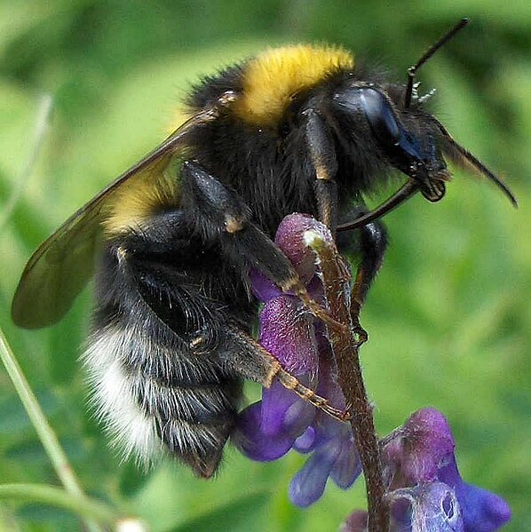 File:Bombus hortorum-f.jpg