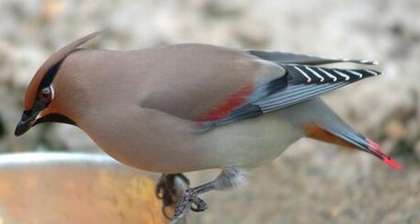 Japanse pestvogel