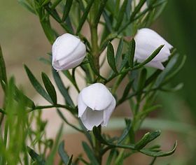 Boronia Heterophylla: Loài thực vật