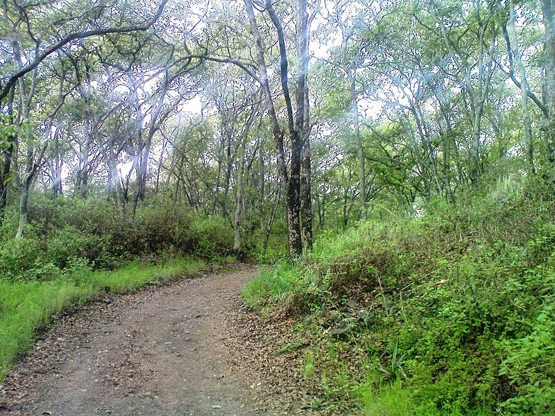 File:Bosque de Tlalpan. - panoramio (3).jpg