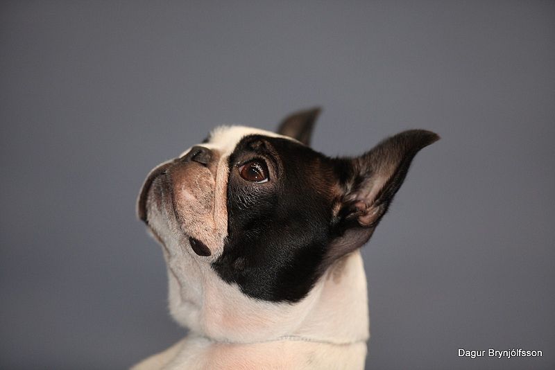 File:Boston Terrier head.jpg