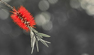 File:Bottle brush flower (16396998437).jpg - Wikimedia Commons