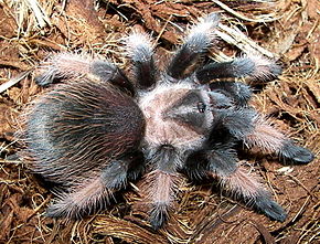 Descrizione dell'immagine Brachypelma emilia 1.jpg.