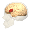 Broca's area - lateral view.png