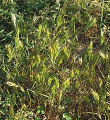 Bromus scoparius 20120526a.jpg