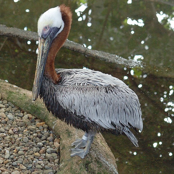 File:Brown Pelican Pelecanus occidentalis National Aviary 2000px.jpg